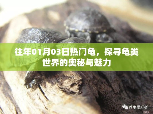探尋龜類世界的奧秘與魅力，歷年熱門龜種回顧