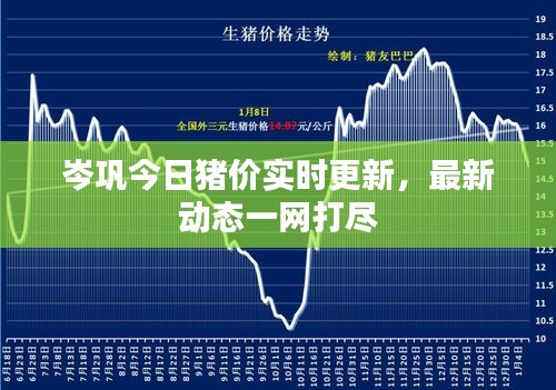 岑鞏今日豬價實時更新，最新動態(tài)一網(wǎng)打盡