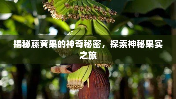 揭秘藤黃果的神奇秘密，探索神秘果實之旅