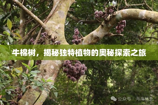牛棉樹，揭秘獨(dú)特植物的奧秘探索之旅