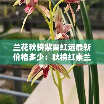 蘭花秋榜紫霞紅遠最新價格多少：秋榜紅素蘭花圖片 