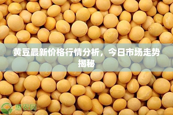 黃豆最新價格行情分析，今日市場走勢揭秘