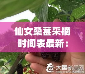 仙女桑葚采摘時間表最新：仙女村在哪里 
