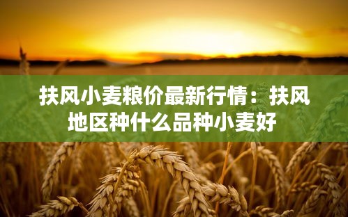 扶風(fēng)小麥糧價(jià)最新行情：扶風(fēng)地區(qū)種什么品種小麥好 