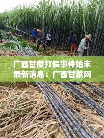 廣西甘蔗打假事件始末最新消息：廣西甘蔗網(wǎng)最新消息 