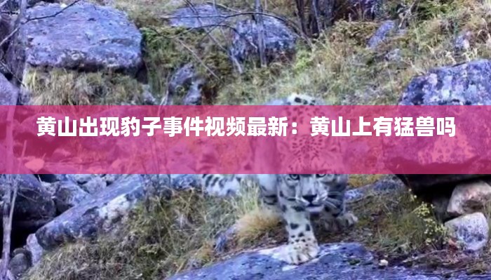 黃山出現(xiàn)豹子事件視頻最新：黃山上有猛獸嗎 