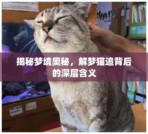 揭秘夢(mèng)境奧秘，解夢(mèng)貓追背后的深層含義
