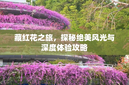 藏紅花之旅，探秘絕美風光與深度體驗攻略