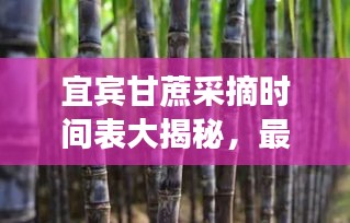 宜賓甘蔗采摘時間表大揭秘，最新時間表助你輕松掌握采摘好時機！