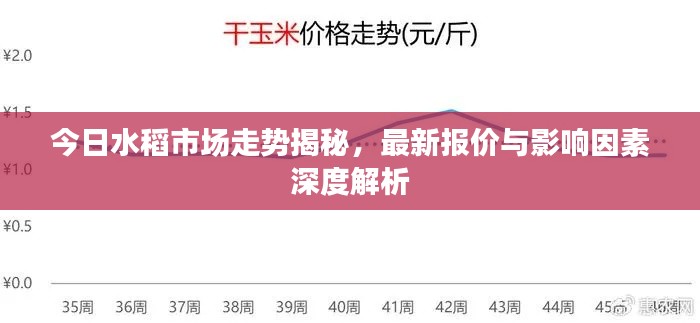 今日水稻市場(chǎng)走勢(shì)揭秘，最新報(bào)價(jià)與影響因素深度解析