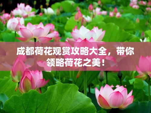成都荷花觀賞攻略大全，帶你領(lǐng)略荷花之美！