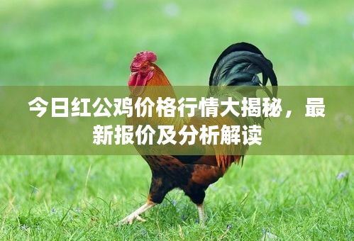 今日紅公雞價(jià)格行情大揭秘，最新報(bào)價(jià)及分析解讀