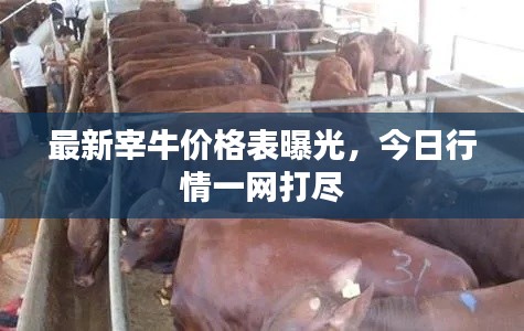 最新宰牛價格表曝光，今日行情一網打盡