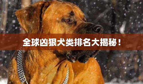 全球兇狠犬類排名大揭秘！