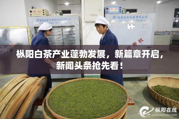 樅陽(yáng)白茶產(chǎn)業(yè)蓬勃發(fā)展，新篇章開啟，新聞?lì)^條搶先看！