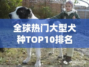 全球熱門大型犬種TOP10排名，你最想養(yǎng)哪一種？