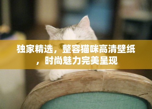 獨家精選，整容貓咪高清壁紙，時尚魅力完美呈現(xiàn)
