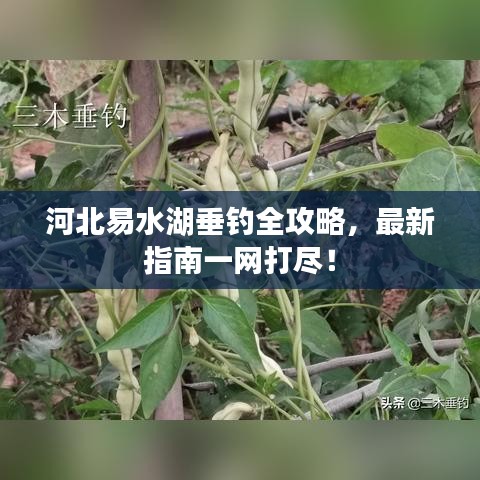 河北易水湖垂釣全攻略，最新指南一網(wǎng)打盡！