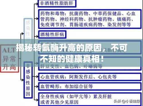 揭秘轉(zhuǎn)氨酶升高的原因，不可不知的健康真相！