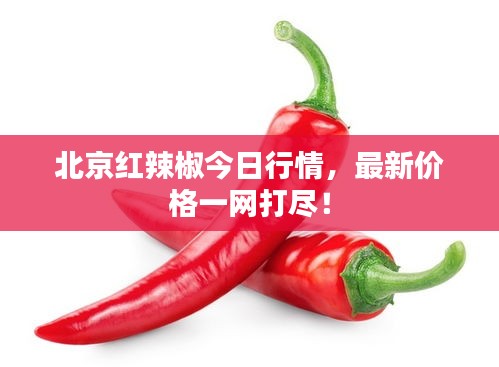 北京紅辣椒今日行情，最新價格一網(wǎng)打盡！