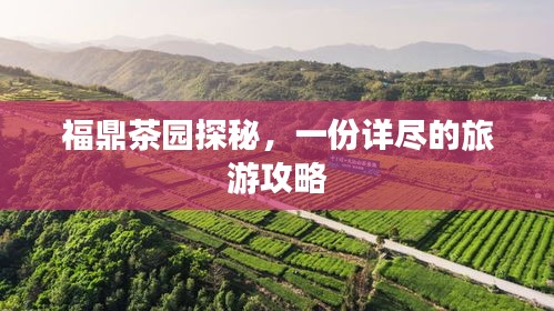 福鼎茶園探秘，一份詳盡的旅游攻略