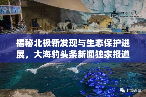 揭秘北極新發(fā)現(xiàn)與生態(tài)保護(hù)進(jìn)展，大海豹頭條新聞獨(dú)家報(bào)道