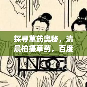 探尋草藥奧秘，清晨拍攝草藥，百度帶你領(lǐng)略自然之美！