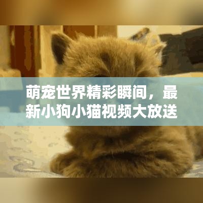 萌寵世界精彩瞬間，最新小狗小貓視頻大放送！