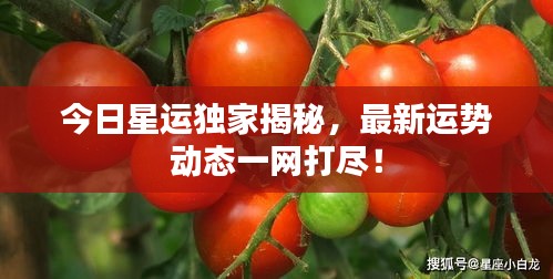 今日星運獨家揭秘，最新運勢動態(tài)一網(wǎng)打盡！