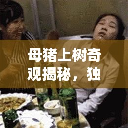 母豬上樹奇觀揭秘，獨(dú)家旅游攻略，帶你探秘獨(dú)特體驗(yàn)！
