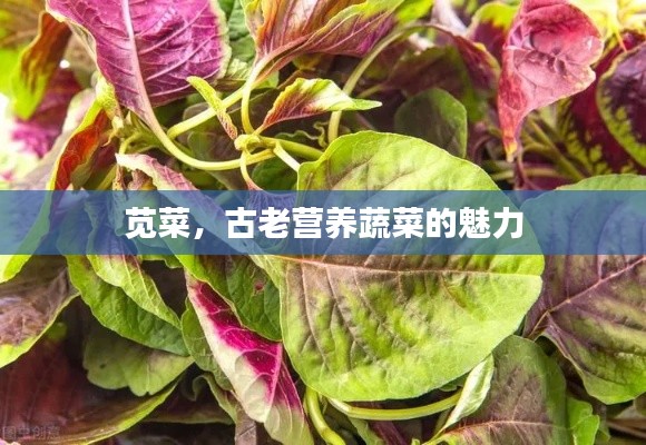 莧菜，古老營養(yǎng)蔬菜的魅力