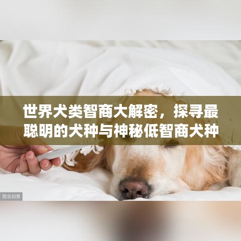 世界犬類智商大解密，探尋最聰明的犬種與神秘低智商犬種之謎！