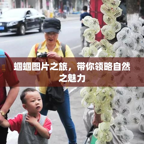 蟈蟈圖片之旅，帶你領略自然之魅力