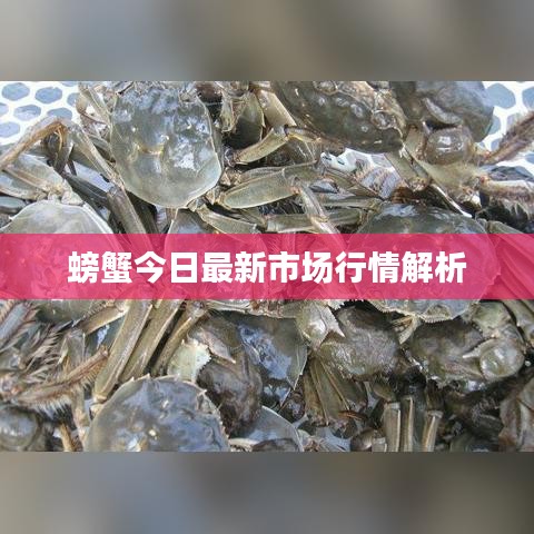 螃蟹今日最新市場行情解析