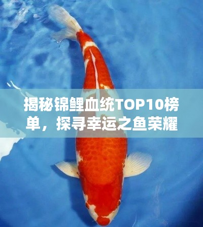 揭秘錦鯉血統(tǒng)TOP10榜單，探尋幸運(yùn)之魚榮耀上榜的奧秘！