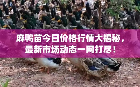 麻鴨苗今日價格行情大揭秘，最新市場動態(tài)一網打盡！