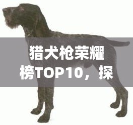 獵犬槍榮耀榜TOP10，探尋最強(qiáng)武器的震撼排名！