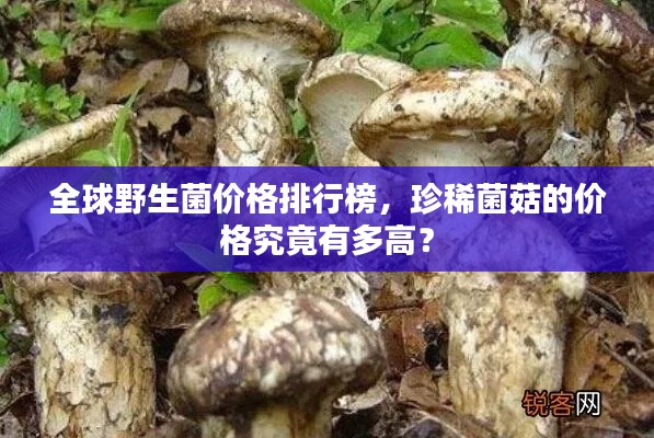 全球野生菌價(jià)格排行榜，珍稀菌菇的價(jià)格究竟有多高？