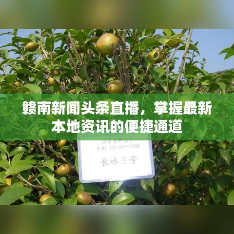 贛南新聞?lì)^條直播，掌握最新本地資訊的便捷通道