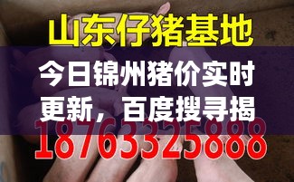今日錦州豬價實時更新，百度搜尋揭示最新市場動態(tài)