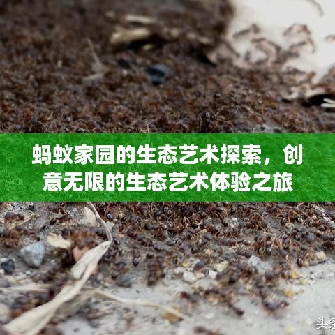 螞蟻家園的生態(tài)藝術(shù)探索，創(chuàng)意無限的生態(tài)藝術(shù)體驗(yàn)之旅