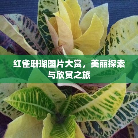 紅雀珊瑚圖片大賞，美麗探索與欣賞之旅