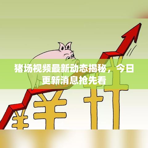 豬場(chǎng)視頻最新動(dòng)態(tài)揭秘，今日更新消息搶先看