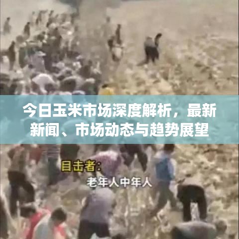 今日玉米市場深度解析，最新新聞、市場動態(tài)與趨勢展望