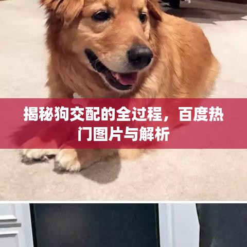 揭秘狗交配的全過程，百度熱門圖片與解析