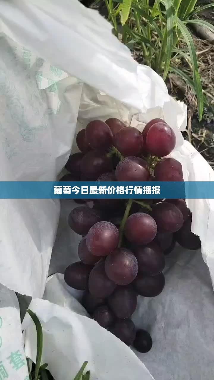 葡萄今日最新價格行情播報