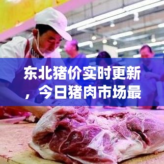 東北豬價實時更新，今日豬肉市場最新動態(tài)分析