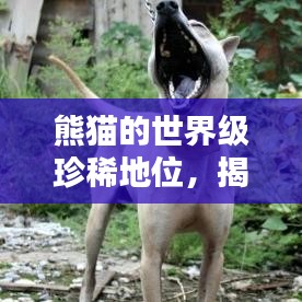 熊貓的世界級珍稀地位，揭秘全球稀有排名榜單