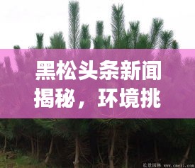 黑松頭條新聞揭秘，環(huán)境挑戰(zhàn)背后的故事