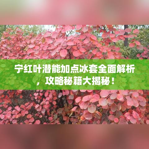 寧紅葉潛能加點(diǎn)冰套全面解析，攻略秘籍大揭秘！